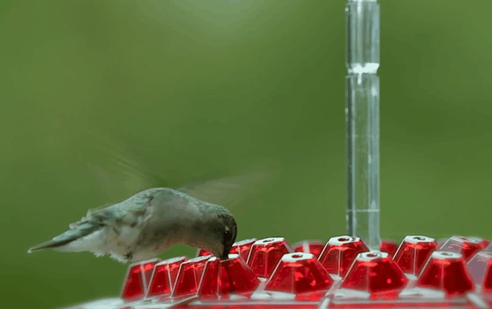 Ant Proof Hummingbird Feeder – 30 Feeding Ports, UV Resistant &amp; Ideal for Outdoor Bird Watching - DHACTIVE 9
