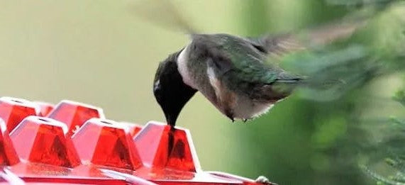 Ant Proof Hummingbird Feeder – 30 Feeding Ports, UV Resistant &amp; Ideal for Outdoor Bird Watching - DHACTIVE 4