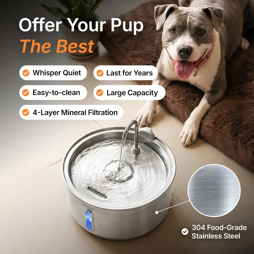 Large Capacity 7L Pet Water Fountain with Filter – Stainless Steel
