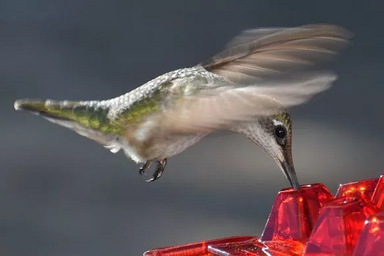 Ant Proof Hummingbird Feeder – 30 Feeding Ports, UV Resistant &amp; Ideal for Outdoor Bird Watching - DHACTIVE 6